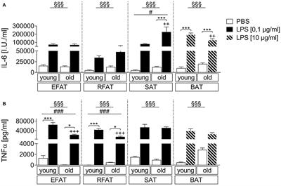 Age-Dependent Changes of Adipokine and Cytokine Secretion From Rat Adipose Tissue by Endogenous and Exogenous Toll-Like Receptor Agonists